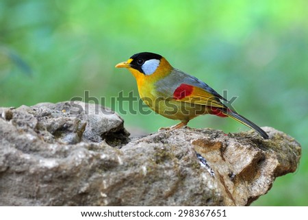 Beautiful Golden Bird (Silver-eared Mesia) sitting on a rock