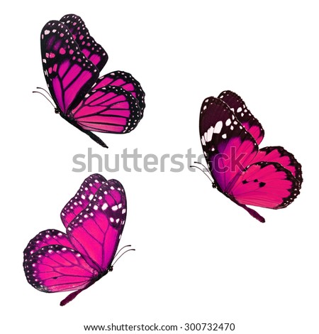 Beautiful three pink monarch butterfly flying isolated on white background