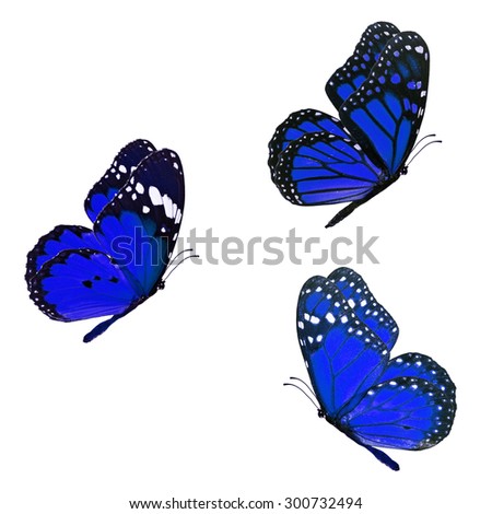 Beautiful three blue monarch butterfly flying isolated on white background