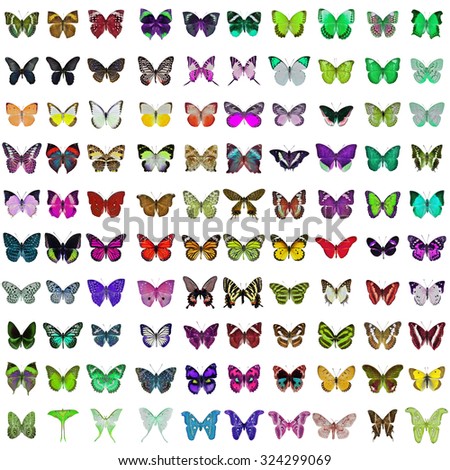 Collection of 100 butterfly and moth isolated on white background