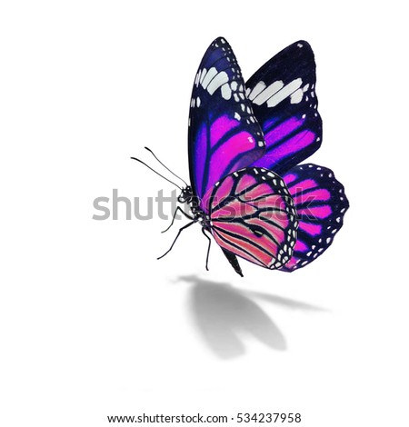 Beautiful Purple Monarch Butterfly Isolated On White ...