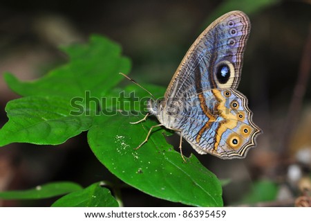 butterfly on leaf (angle cyclops) Stok fotoğraf © 