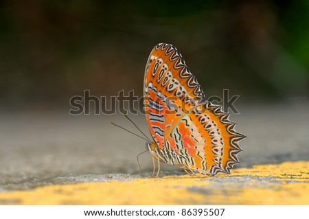 Red butterfly on road (Red Lacewing)