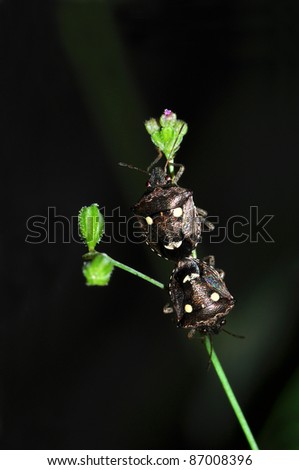 black insect mating on flower (Man-faced bug)