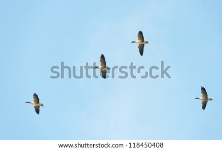 Geese flying in formation at fall