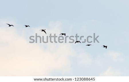 Flock of flying birds