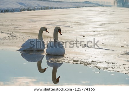 Two swans in sunlight in a frozen canal