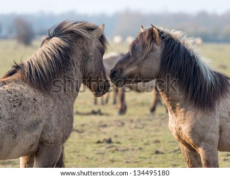 Konik horses in love in spring