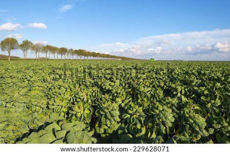 Brussels sprout growing on a field at fall