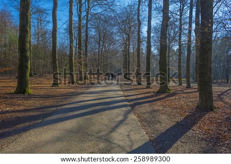 People walking through a beech forest in winter