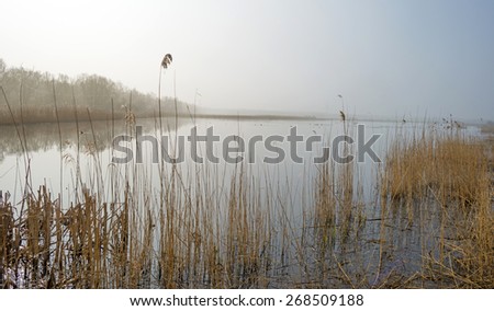 The shore of a foggy lake in spring