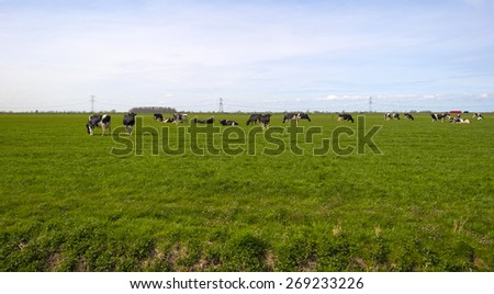 Cows in a meadow along a road in spring