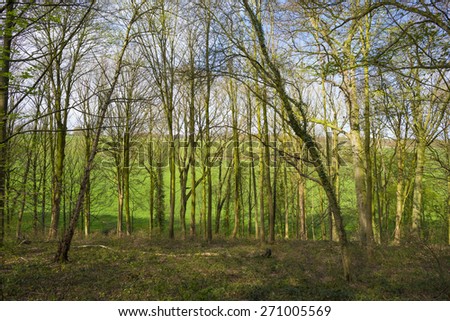 Trees in a sunny forest in spring