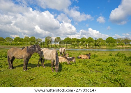 Herd of horses in nature under a blue cloudy sky in spring