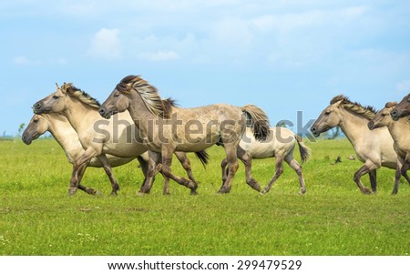 Herd of wild horses running in a field in summer
