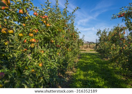 Orchard with apple trees in a field in summer