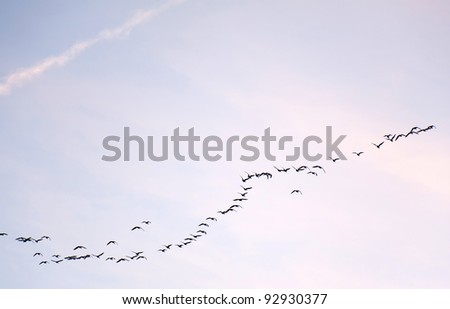 Birds flying in formation in winter