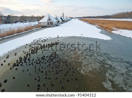 Birds swimming in an ice hole in winter
