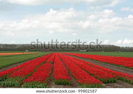 Cultivation of flower bulbs in spring