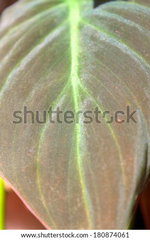 A big leaf up close