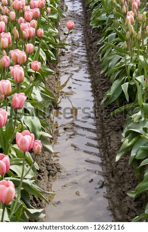 One pink tulip standing out from the crowd with a reflection in the water