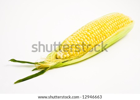 A fresh ear of corn on a clean white background
