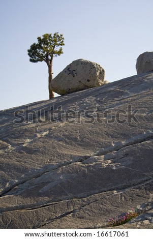A lone tree and rock at dusk