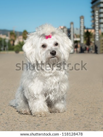 A cute female maltese dog