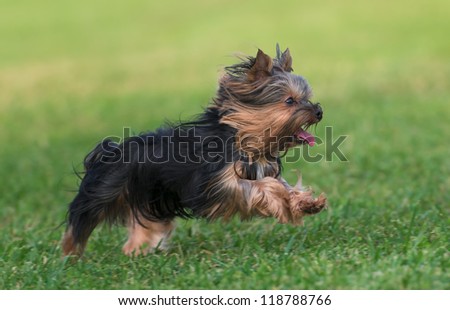 An amazing Yorkshire Terrier is having fun