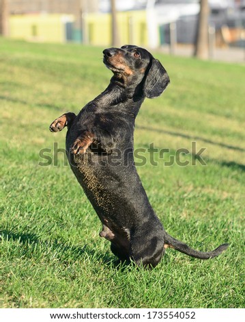 This male Teckel dog is standing in the grass in a park. He looks rather alerted and happy.