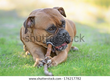 Adult male boxer dog posing outdoors and plays with a wooden stick
