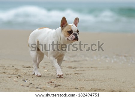 A French bulldog dog playing at the beach