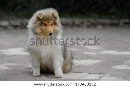 Pure breed male rough collie puppy