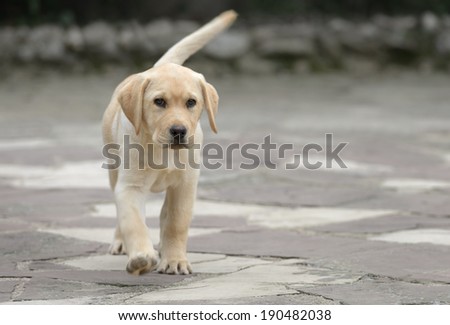 Pure breed male labrador puppy