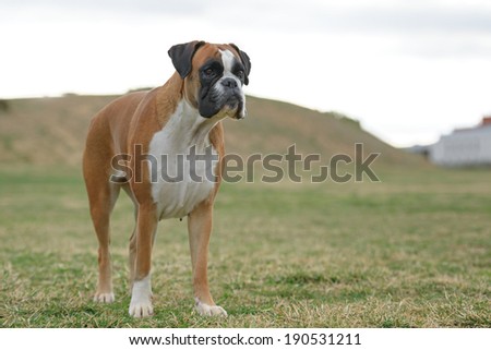 Female boxer dog outdoors in a park