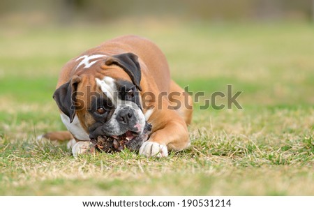 Female boxer dog outdoors in a park