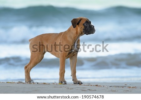 Female boxer puppy poses at the beach