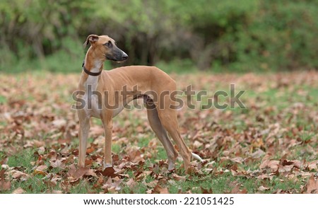 Male Spanish Greyhound dog poses outdoors in an autumn scenery with a collar that has the colors of the Catalan flag