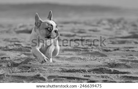 Female french bulldog puppy playing at the beach