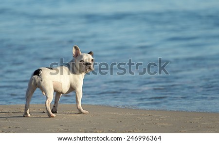 Male french bulldog dog playing at the beach