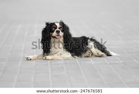 Male cavalier king charles spaniel dog outdoors