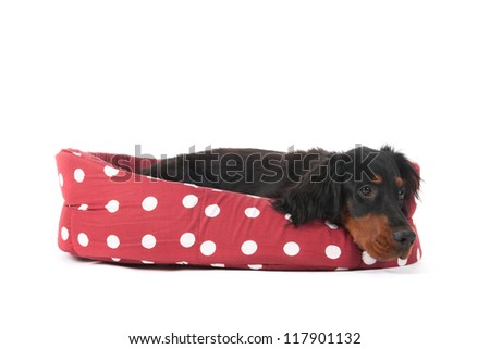 Image, Stock Photo Gorden Setter on the hunt