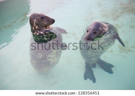 two seal standing in the water