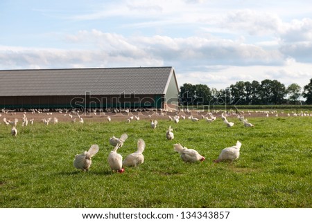 Biological chicken in agriculture landscape