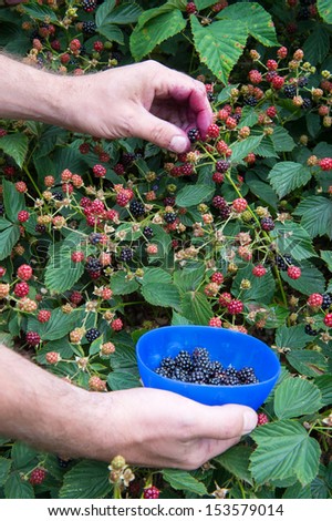 Blackberry bush with hands picking fruit