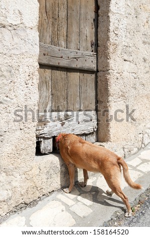 Curious dog looking through the door