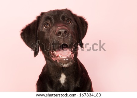 Cross breed dog is looking up on pink background