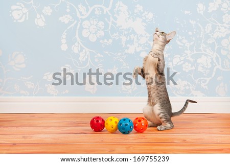 Tabby siamese cat with green eyes in room with vintage wall paper