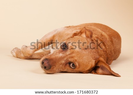 Cross breed dog laying at the cream colored floor