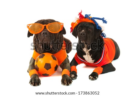 Dogs with Dutch colors and orange sweaters as sports fan isolated over white background